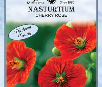 Nasturtium Cherry Rose