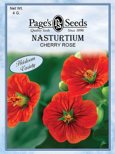 Nasturtium Cherry Rose