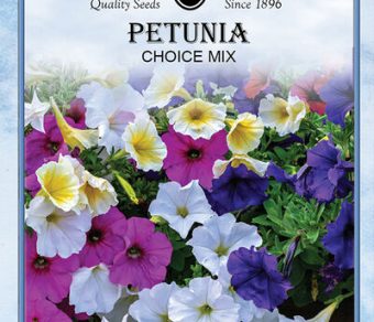 Petunia Choice Mixed Colors