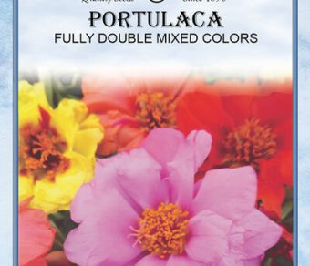 Portulaca Fully Double Mixed Colors
