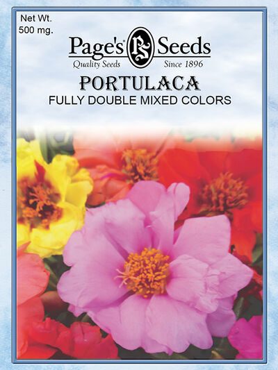 Portulaca Fully Double Mixed Colors
