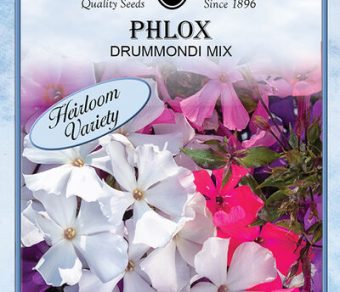 Phlox Drummondi Mix