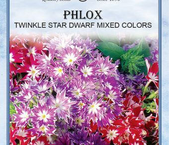 Phlox Twinkle Star Dwarf