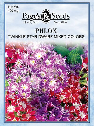 Phlox Twinkle Star Dwarf