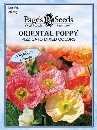 Poppy Oriental Pizzicato