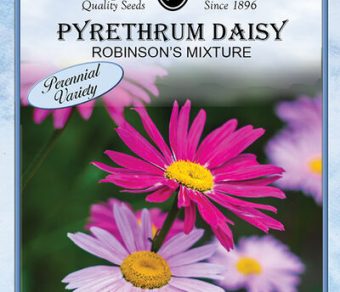 Pyrethrum Daisy Robinson's Mixed Colors