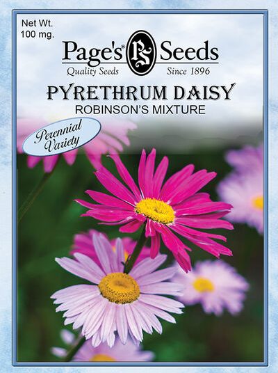 Pyrethrum Daisy Robinson's Mixed Colors