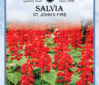 Salvia St. John's Fire