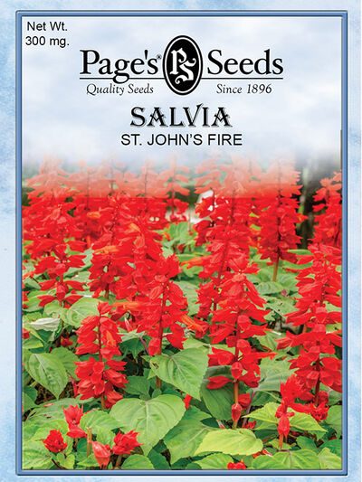Salvia St. John's Fire