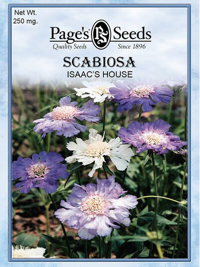 Scabosia Isaac's House