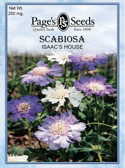 Scabosia Isaac's House