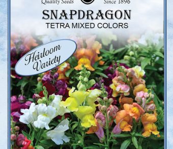 Snapdragon Tetra Mixed Colors