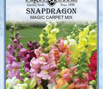 Snapdragon Magic Carpet Mixed Colors