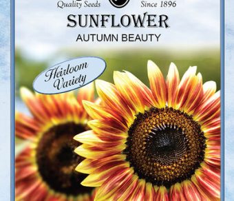 Sunflower Autumn Beauty