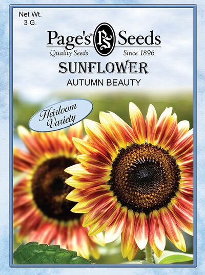 Sunflower Autumn Beauty