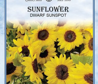 Sunflower Dwarf Sunspot