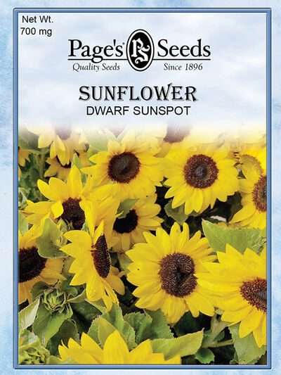 Sunflower Dwarf Sunspot