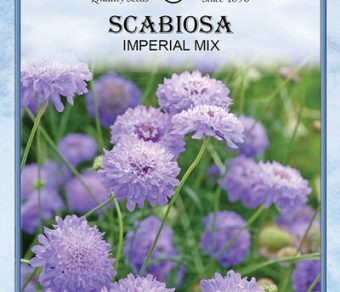 Scabosia Imperial Mix