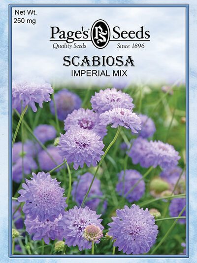 Scabosia Imperial Mix