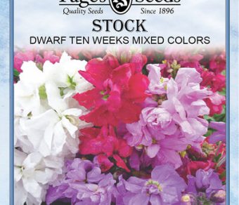 Stock Dwarf Ten Week Mixed Colors