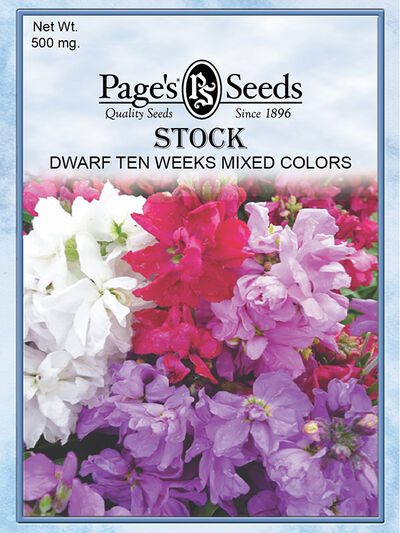 Stock Dwarf Ten Week Mixed Colors