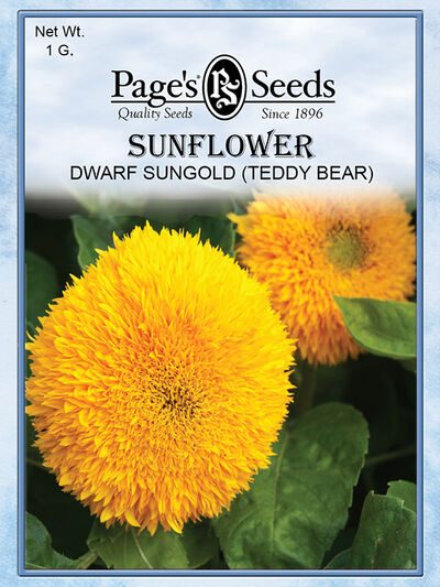Sunflower Dwarf Sungold (Teddy Bear)