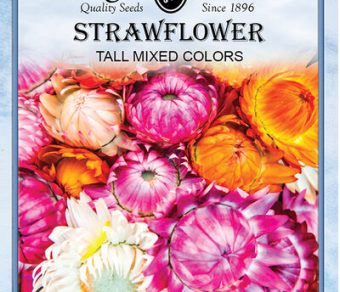 Strawflower Tall Mixed Colors