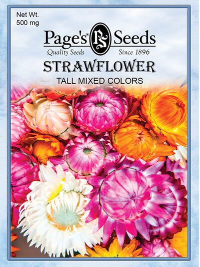 Strawflower Tall Mixed Colors