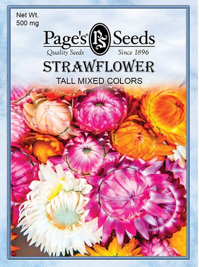 Strawflower Tall Mixed Colors