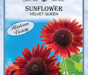 Sunflower Velvet Queen