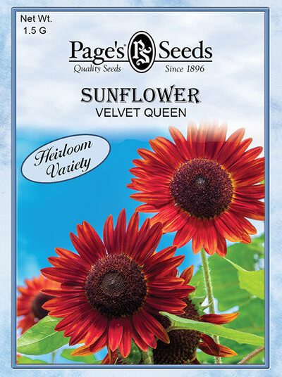 Sunflower Velvet Queen