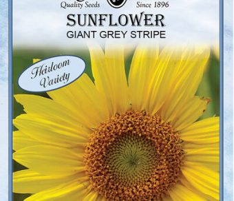Sunflower Giant Grey Striped