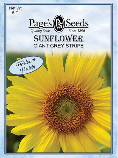 Sunflower Giant Grey Striped