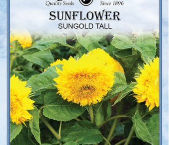 Sunflower Sungold Tall