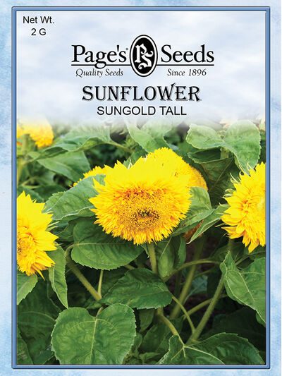 Sunflower Sungold Tall