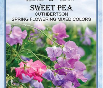 Sweet Pea Cuthbertson