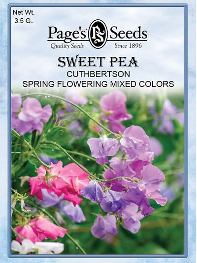 Sweet Pea Cuthbertson