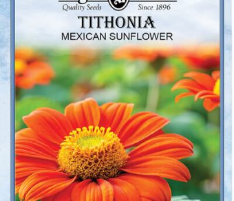 Tithonia Torch-Mexican