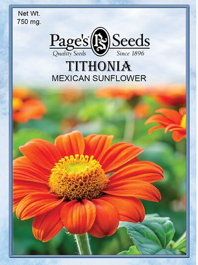 Tithonia Torch-Mexican