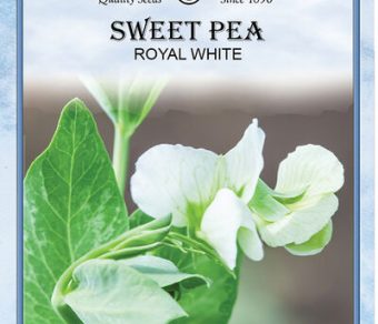 Sweet Pea Royal White
