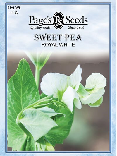 Sweet Pea Royal White