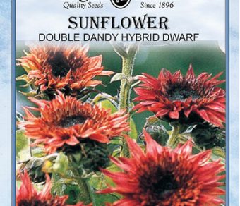 Sunflower Double Dandy Hybrid Dwarf