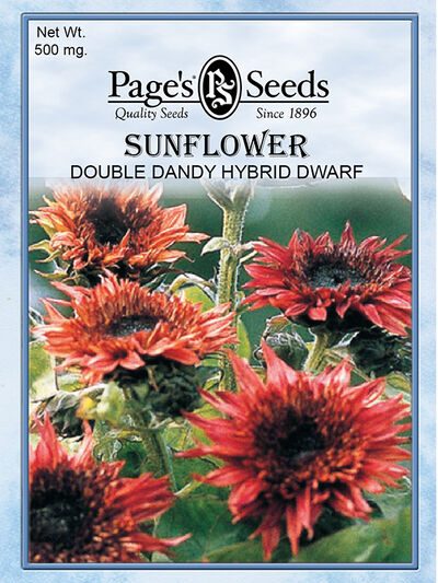 Sunflower Double Dandy Hybrid Dwarf