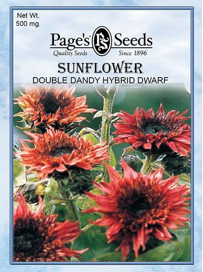 Sunflower Double Dandy Hybrid Dwarf