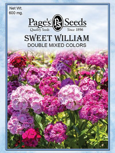 Sweet William Double Mix
