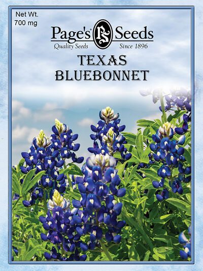 Texas Bluebonnet