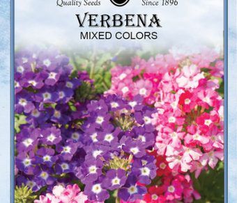 Verbena Mixed Colors