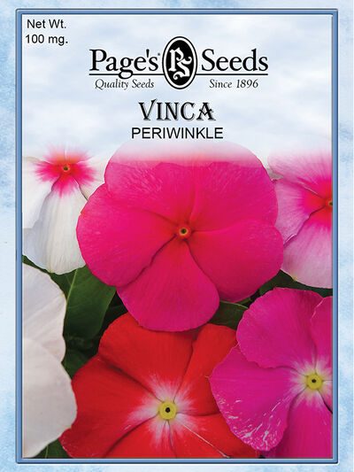 Vinca Periwinkle