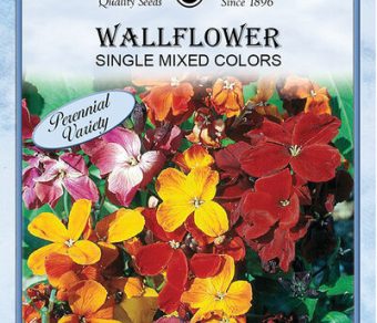 Wallflower Single Mixed Colors
