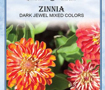 Zinnia Dark Jewel